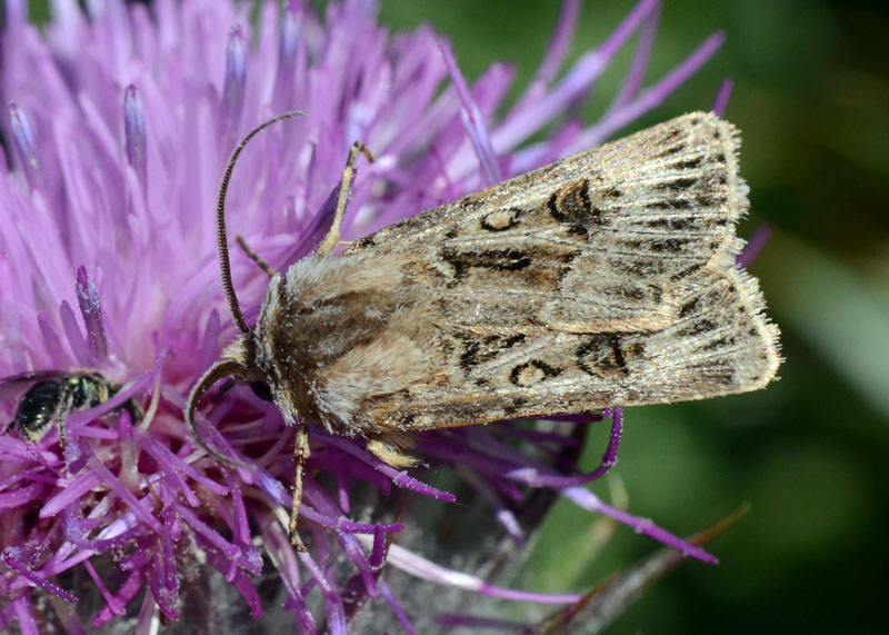 Noctuidae d'' alta quota